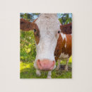 Search for cow puzzles Rural