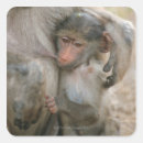 Search for kruger stickers Close up