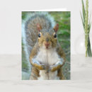 Search for animal faces cards Wild