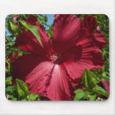 Recherche de hibiscus tapis souris Photographie