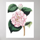 Recherche de camellia posters Fleur