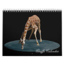 Search for giraffe calendars Animal