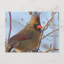 Recherche de cardinal nord cartes postales Photographie
