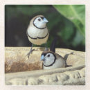 Search for birdwatcher coasters Wildlife