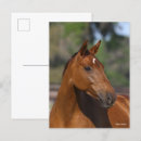 Search for horse sports postcards Animal