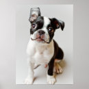 Search for boston terrier posters Photography