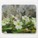 Search for primrose mousepads Nature