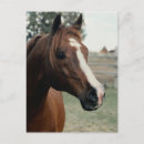 Recherche de cheval arabe cartes postales Poney