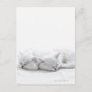 Recherche de perse cartes postales Animal