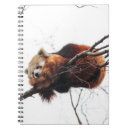 Search for red panda gifts Wild