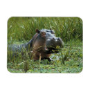 Recherche de hippopotame magnets Afrique