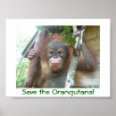 Search for great ape art Primates