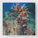 Recherche de hippocampes horloges Mer