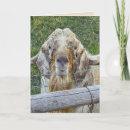 Search for funny goat birthday cards Humor