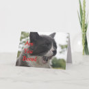 Search for yawning cards Cat