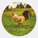 Recherche de coq coloré autocollants Poulet
