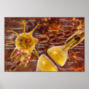 Search for neuron posters Nerve