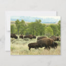 Search for digital bison cards Yellowstone