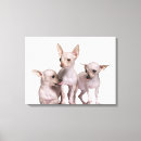 Search for hairless art Animal