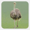 Search for ostrich stickers Africa