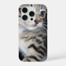 Search for whiskers iphone cases Kitten