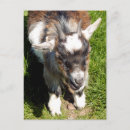 Search for pygmy goat postcards Goats