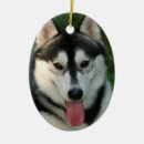 Search for dog sled ornaments Husky