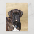 Recherche de chien boxer cartes postales Brindle