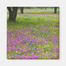 Search for bonnet magnets Wildflower