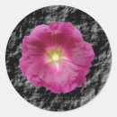 Search for hollyhock stickers Floral