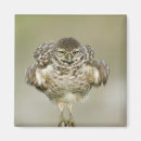 Recherche de espèce menacée magnets Oiseau