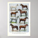 Search for horse breeds chart posters Pony