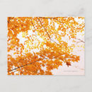 Search for back lit postcards Photography