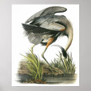Search for audubon watercolors posters Birds
