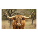 Recherche de texas longhorn posters Taureau