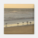 Search for sunrises magnets Birds