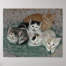 Search for kitty love posters Tabby