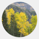 Search for aspen tree stickers Autumn