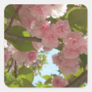 Search for cherry blossom tree stickers Flowers
