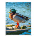 Recherche de canards art Canard colvert