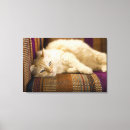 Search for looking down canvas prints Domestic animals