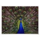 Recherche de peacock posters Photo de paon