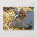 Recherche de coupe cartes postales Mignon