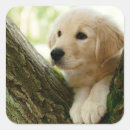 Search for dog photo stickers Baby