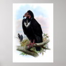 Search for vintage bird posters Victorian
