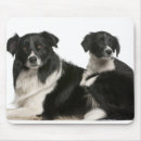 Search for lying down mousepads Domestic animals