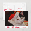 Recherche de chaton blanc cartes postales Amoureux des animaux