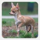 Search for cute brown puppy stickers Adorable