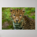 Search for jaguars art Feline