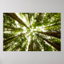 Search for lush green posters Woods